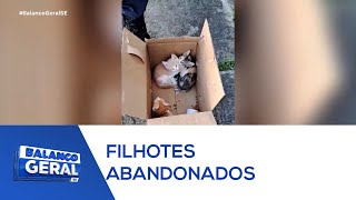 Mulher é presa após abandonar filhotes de gato na região do mercado Central em Aracaju - BGT