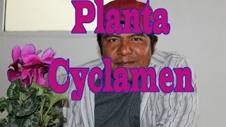 Planta Cyclamen