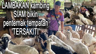 Jualan kambing harga runtuh punca kambing tempatan sendu