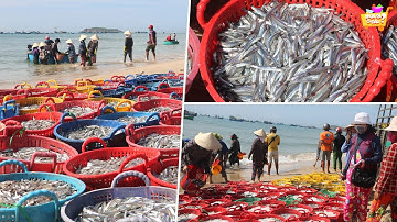 Nhộn nhịp VỤ CÁ CƠM ngư dân Bình Thuận THU BẠC TRIỆU mỗi ngày