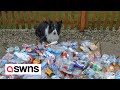 Clever dog is helping clear the streets of litter - collecting plastic bottles during walkies | SWNS