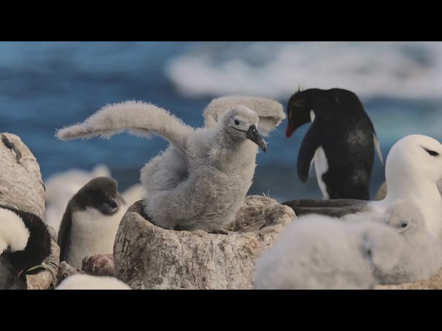 Falkland Islands Expedition Cruise