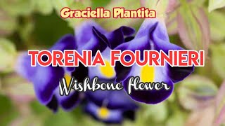 Wishbone Flower |Torenia Founeiri | Graciella Plantita