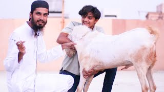 What is Goats DEWORMING? How to Do it Properly? Complete Information about Goats DEWORMING in Urdu