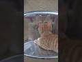 🐾 Comical cat behavior
