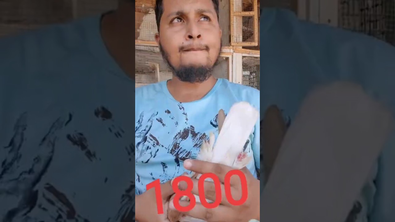 Part 1 | Beautiful Yellow Colored Pair Is now Available in Birds Society Farm Alhamdulilah 