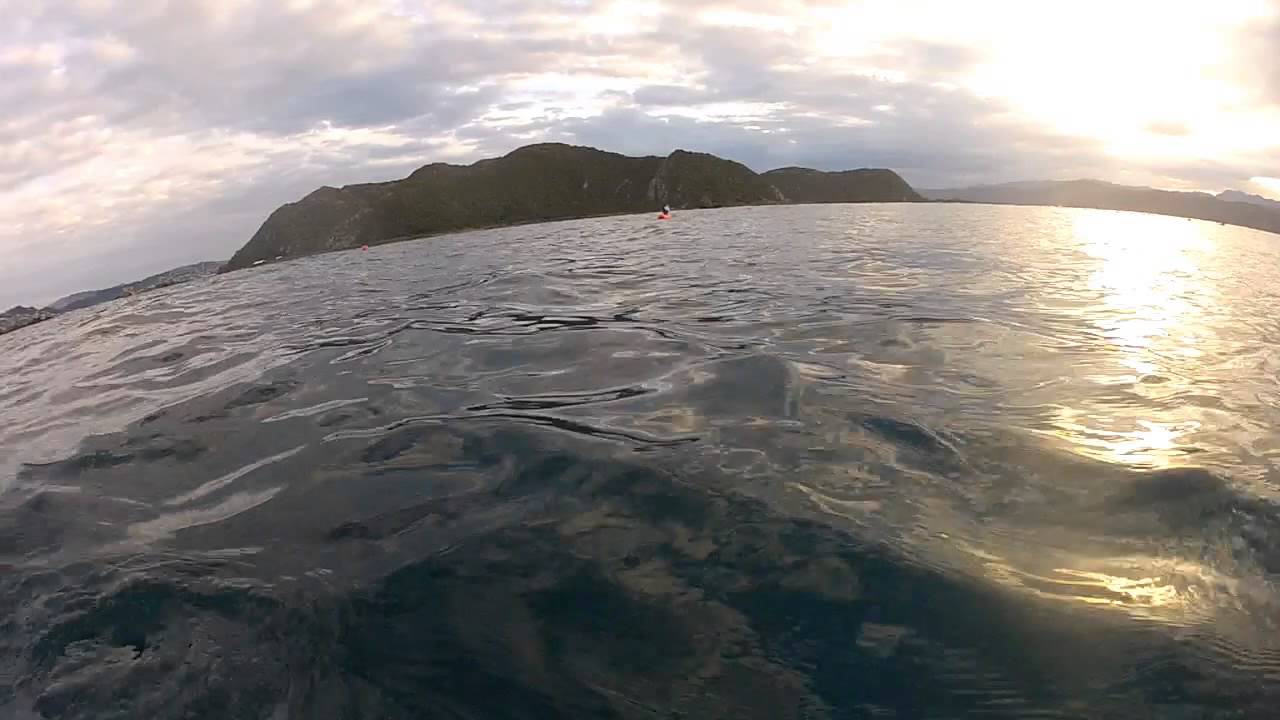 What do the dolphins sound like underwater? - YouTube