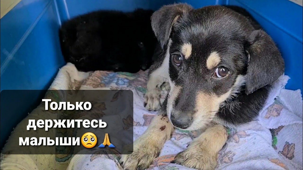 Как у нас дома появился ЭНТЕРИТ и что стало дальше с котятами после ...