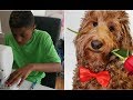 12-летний малыш делает галстуки для собак, чтобы помочь им обрести дом