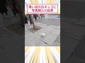 青い目の白ネッコに写真頼んだ結果 #2ch動物スレ #猫動画 #猫のいる暮らし