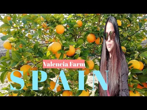 SPAIN= VALENCIA'S ORANGES FARM