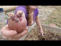 Planting Early Potatoes Garden Chronicles 2