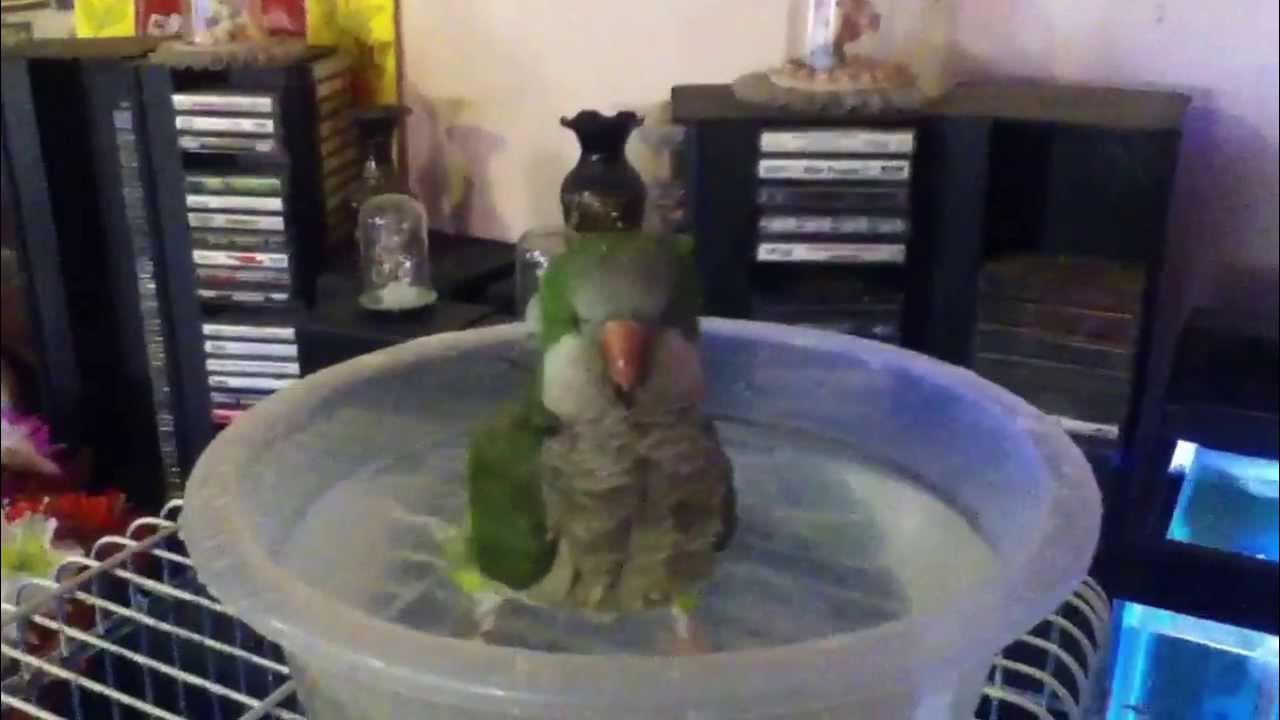 My Quaker Parrot Taking Bath YouTube