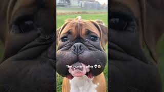 See What A Wasp Sting Can Do To Your Dog Caution