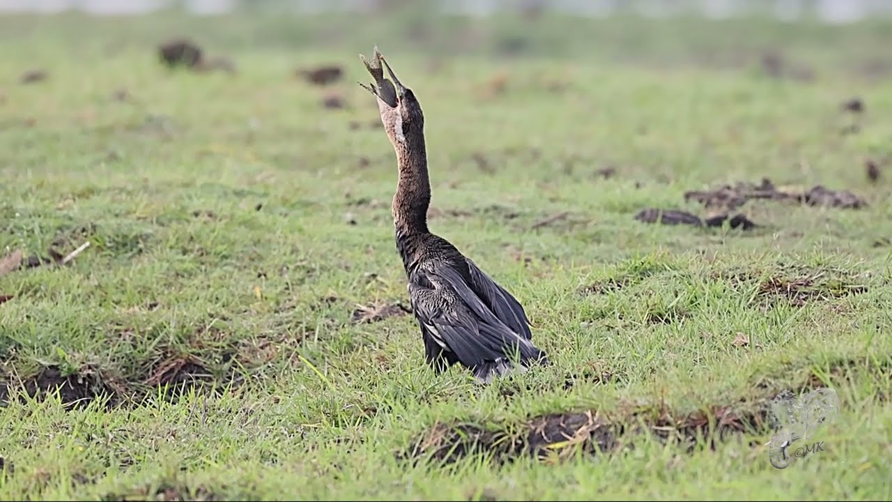 Darter with breakfast (fishing)