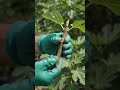 Anjeer ka plant kaise ugate hain. #shorts #shortvideo #viralshorts #gardeningtips #gardening