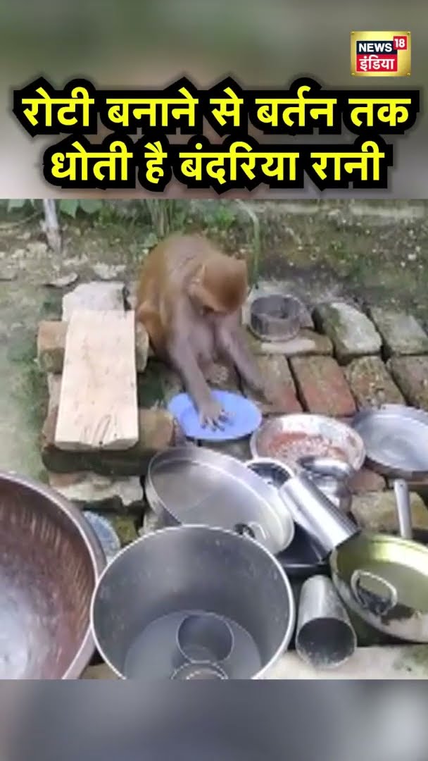 रोटी बनाने से बर्तन तक धोती हैं बंदरिया रानी | Trending News | News18 India | Hindi News