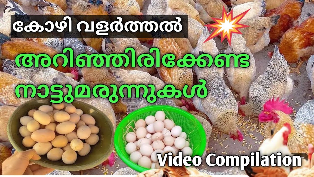 kozhi Valarthal in malayalam, നാട്ടു മരുന്നുകൾ #birds #kozhivalarthal #farming #poultry #chicken