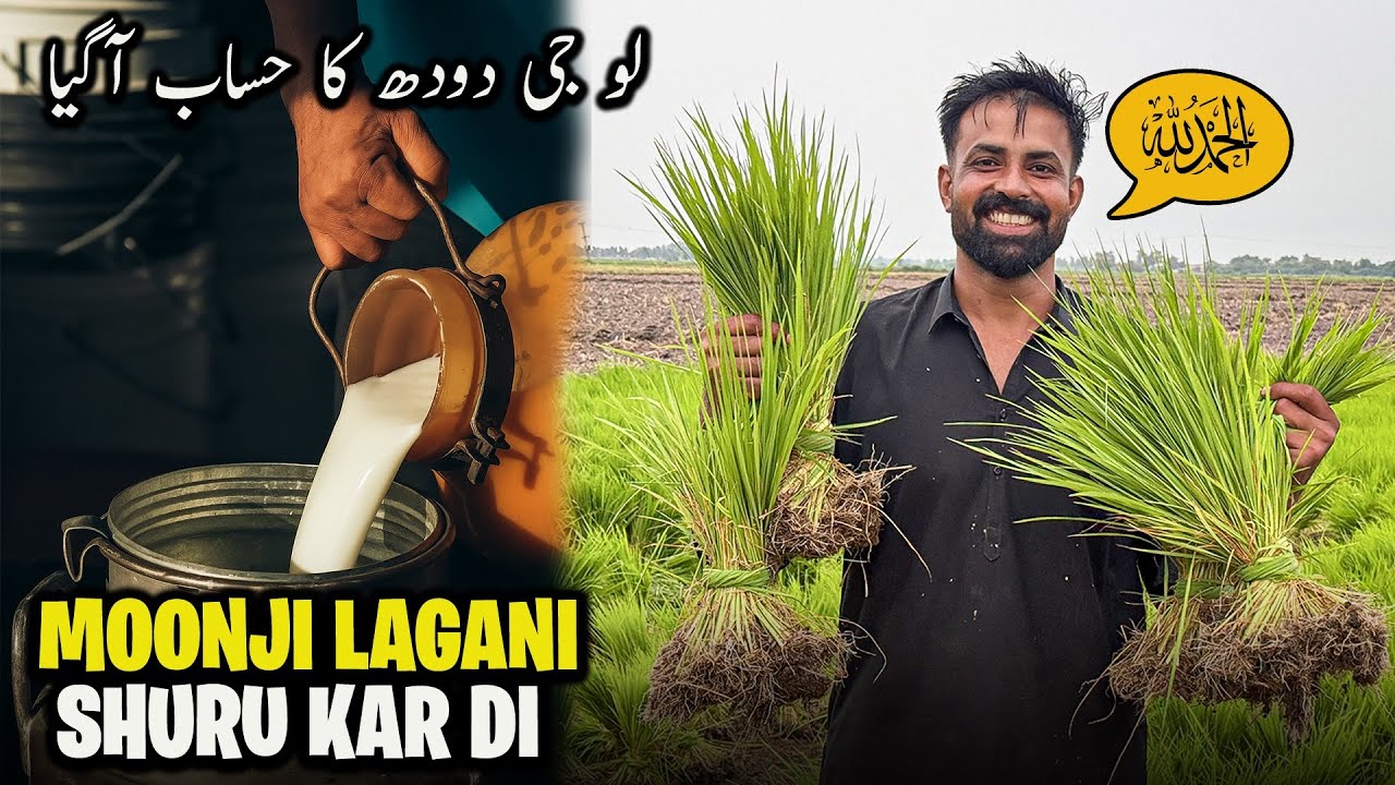 Moonji Ka Kaam Start Ho Gaya Alhumdulillah ❤️ | دودھ کا حساب آگیا کتنے پیسے بنے