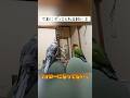 言いたい放題の2羽に、飼い主タジタジ💦#shorts