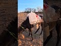 El AGUITA llega en BURRO #wixarika #naturaleza