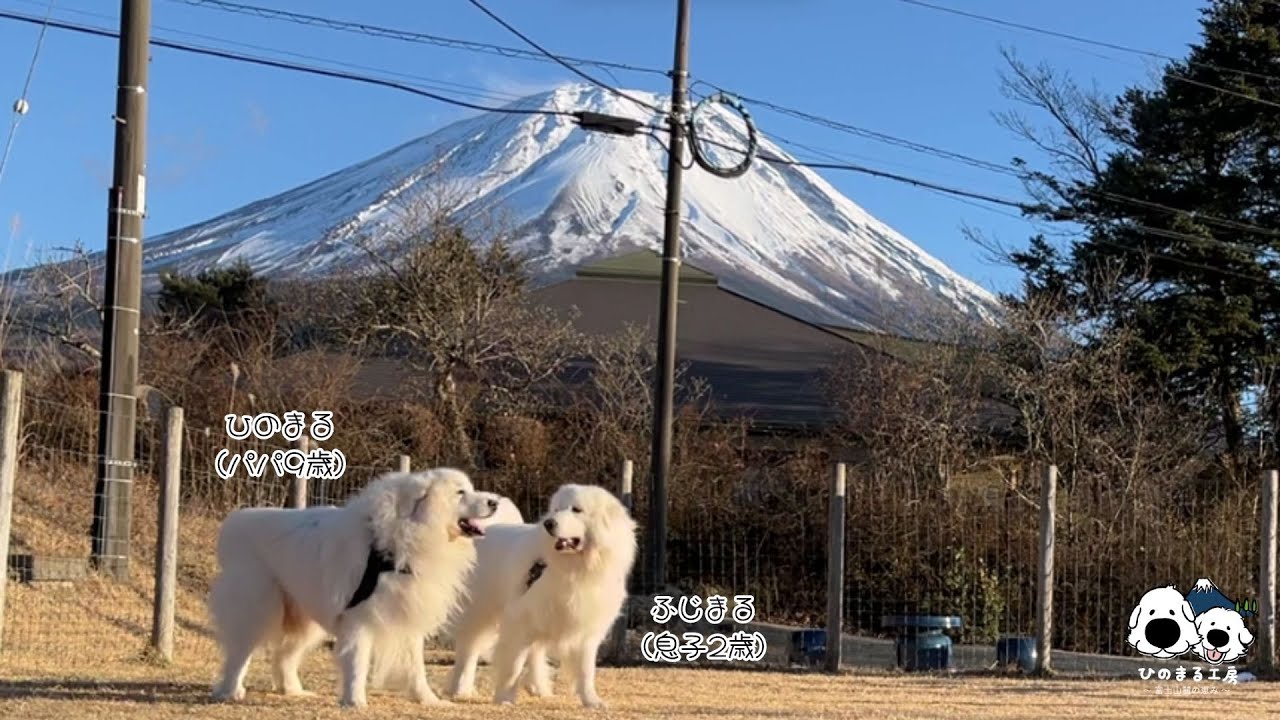 【ピレ親子】冬真っ盛りの富士山麓で、もふもふ親子が遊ぶだけの動画