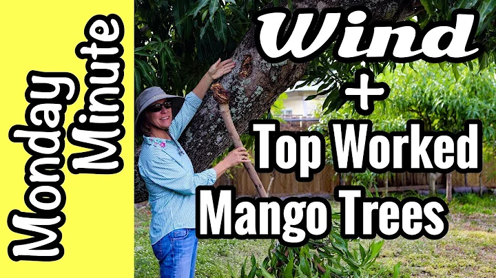 Monday Minute- Wind and Top Worked Mango Trees - DayDayNews