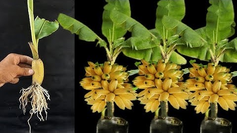 Unique skill how to grow banana tree from banana | trees made from bananas 100% Success