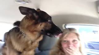 German Shepherd Suddenly Realizes he is at the Vet | Funny Captures