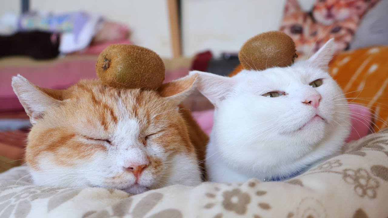 キウイ のせ猫 260111 - YouTube