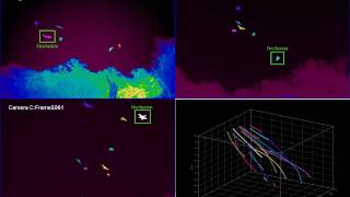 Wu-etal, Bat Group 3D Tracking -- ICCV2009