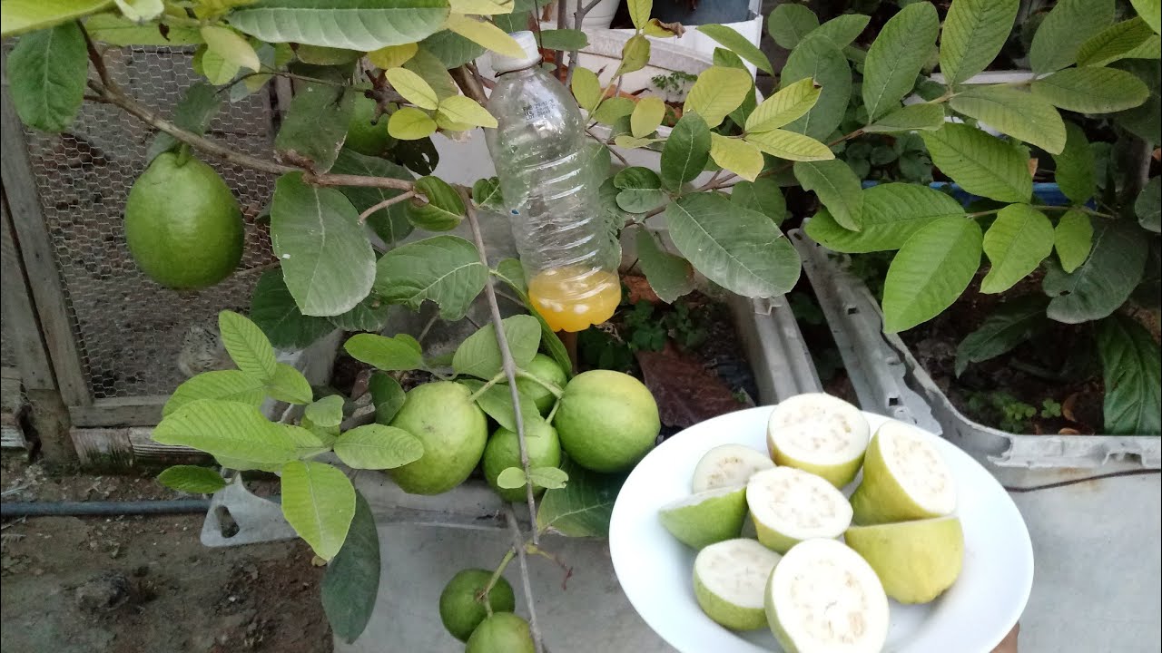 Frutas podres  nunca mais, armadilha para mosca da fruta