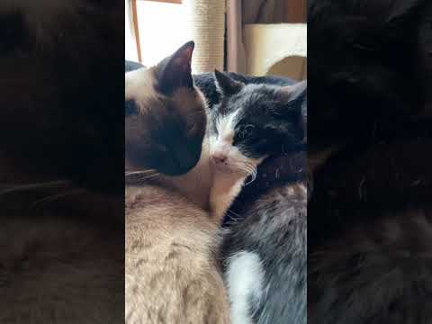 猫ぴったり - Cats snuggling - #Shorts