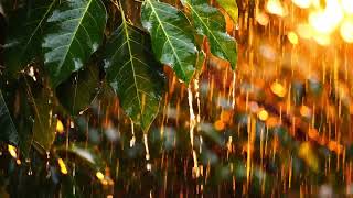 Heavy Rainstorm and Strong Thunder Sounds for Sleeping | Black Screen Rain for Sleep, Fall Asleep
