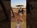 حاول الأسد افتراس صغير الغوريلا لكن الأم أنهت أسطورته دفاع ا عن وليدها Youtubeshorts Toptrend 
