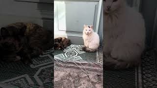 Cute street cats are resting while sunbathing #shorts  #cat #kitten #cute #alleycat#purring #kittens