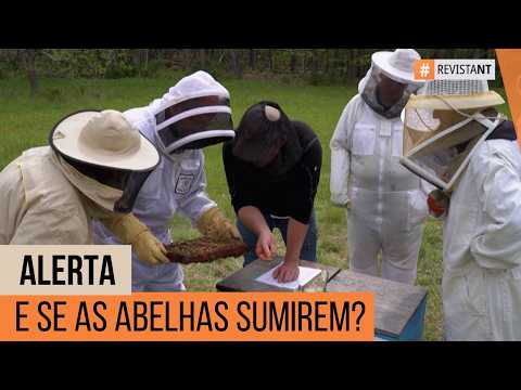 Abelhas em alerta: o risco que ameaça nossos alimentos