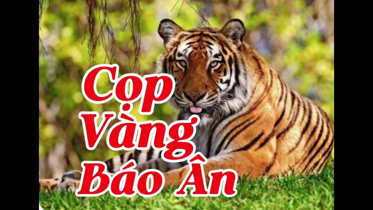 CỌP VÀNG BÁO ÂN | Lê Anh diễn đọc