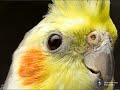 cockatiel mating call ❤   | @worldpetlovers