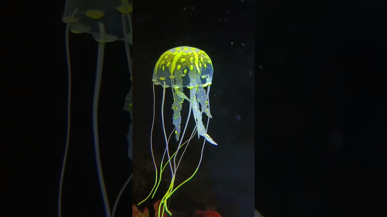 beautiful JELLYFISH 😍 