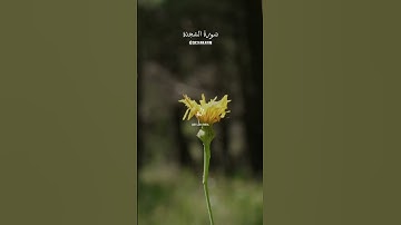 #سورة_السجدة للقارئ عبدالرحمن مسعد  #quran