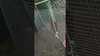 бойцовая птица🐓😮‍💨🐦