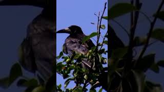 Beautiful Nature Bird Video