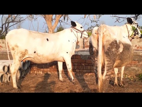 NEW BULL (breed) SEASON BEST WHITE PAIR OF COW AND BULL - YouTube