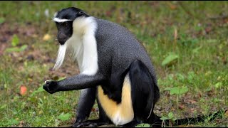 Roloway Monkey—Eradicated from Most of Their Range