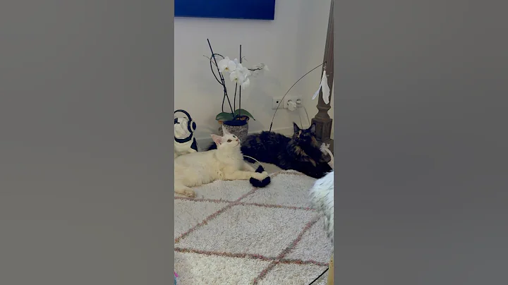 Video 10645331: mainecoon kitten catlover funnycats, hilarious cat kitten, cat kittens enjoying