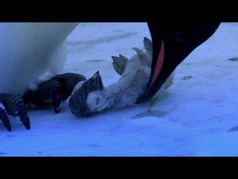 The Most Emotional Clip We&#039;ve Ever Filmed - Penguins Mourning