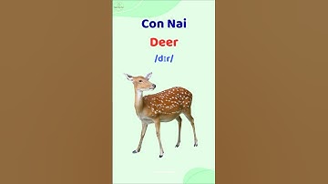 Con Nai - Học từ vựng và phát âm tiếng Anh #thaytuvuitinh