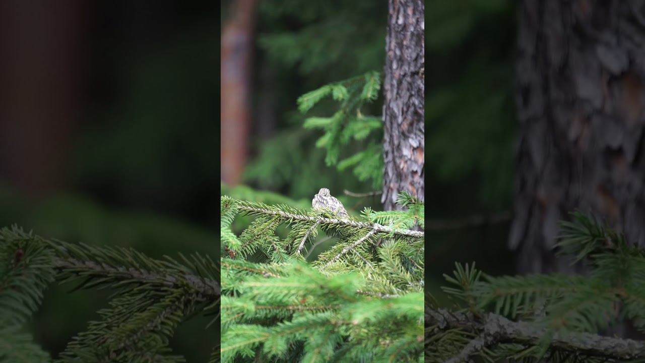 Слеток серой мухоловки / young bird of the spotted flycatcher 
