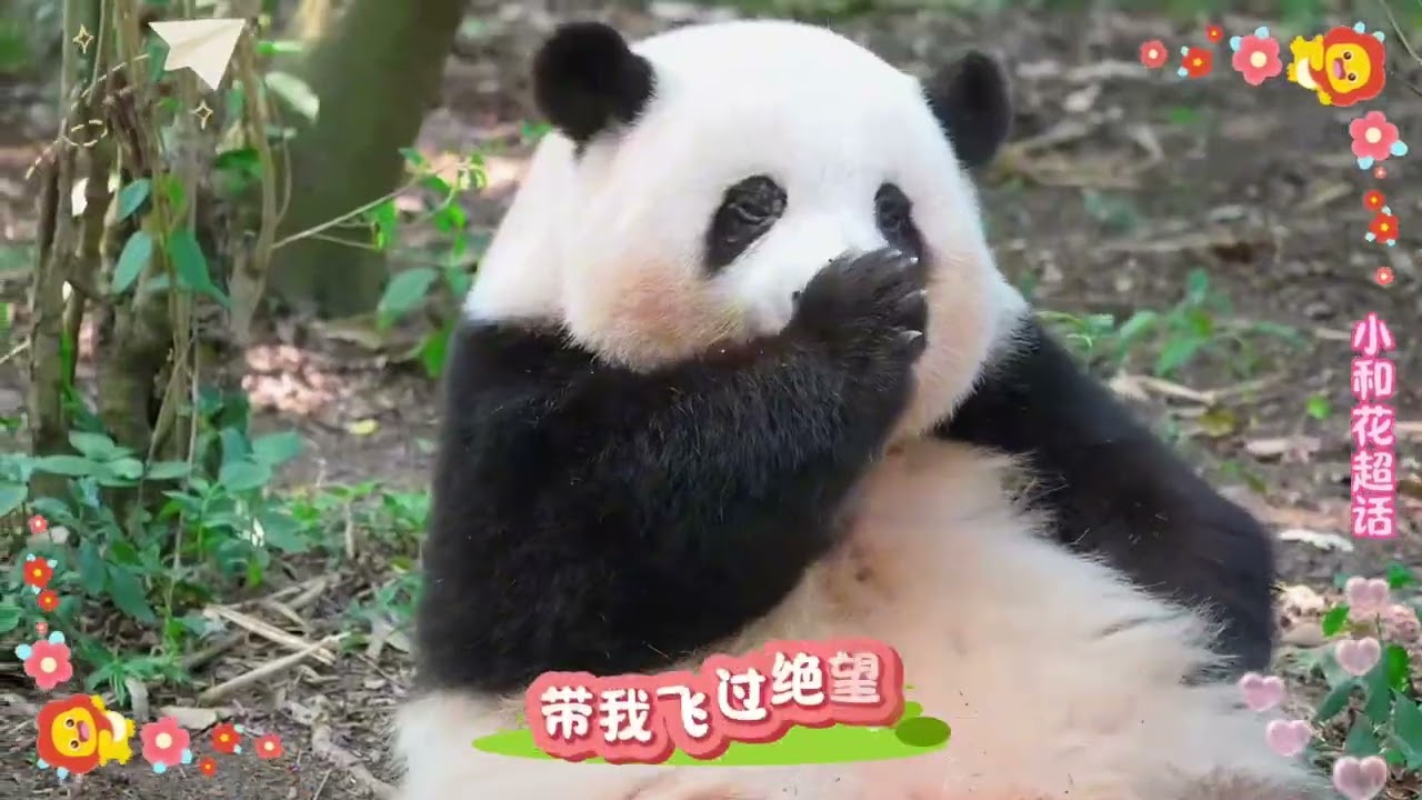 20250704 大熊貓和花五歲生日快樂🎁